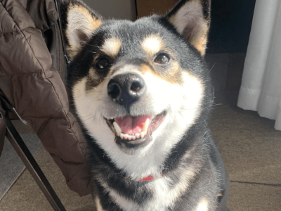 ご家族とワンコの心を繋げる