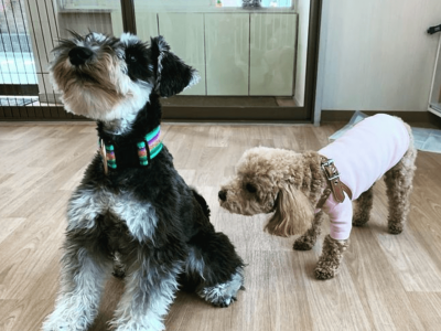 パピー【２ヶ月から】＆Jr.【1歳からのパピーclass経験犬】class