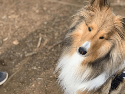 犬種ならではの悩み