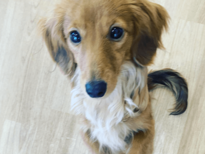 2月パピー＆Jr.class