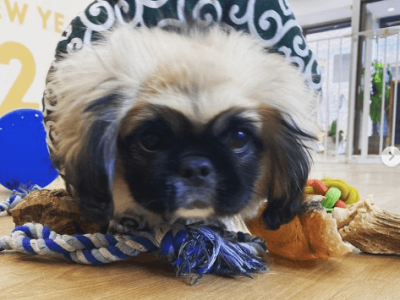 LIBALIVEpuppy＆Jr.class