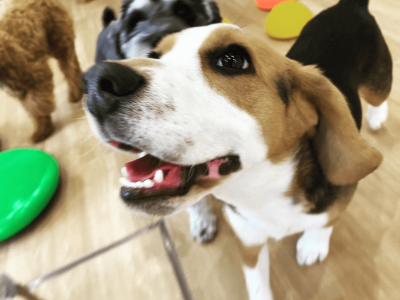 土曜日パピー＆Jr. クラス