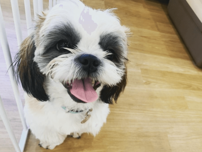 犬同士の関係は楽しくそして学び多いもの。