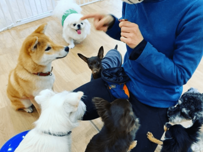 パピー＆Jr.クラス