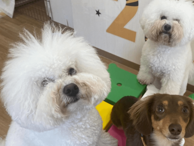 パピー＆Jr.class