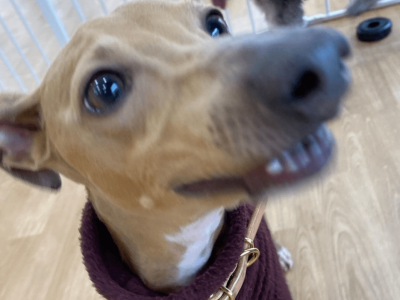 パピー＆ジュニアクラス