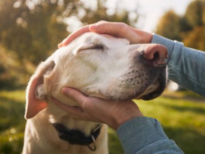 Man stroking his old dog. Loyal labrador retriever enjoying autumn sunny say with his owner.