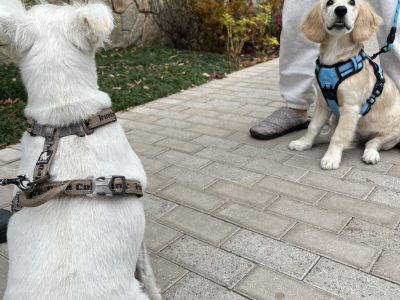 お散歩の悩み。パピー興奮に流されないこと。それが予防。