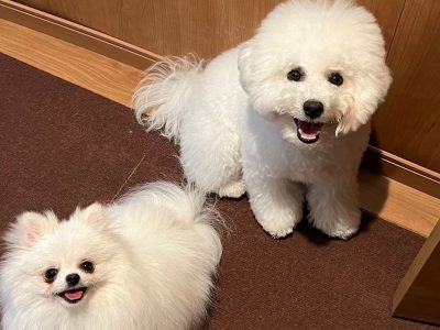 成犬トレーニング　出来ない理由は教え方のせい？？(^^)/