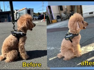 犬の整体部　(^^)/　施術変化例