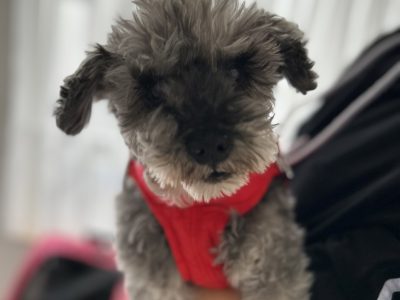 犬の整体部　17歳シュナさんの歩きたい気持ち