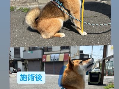 犬の整体部　施術報告　芝おんなのこ３歳