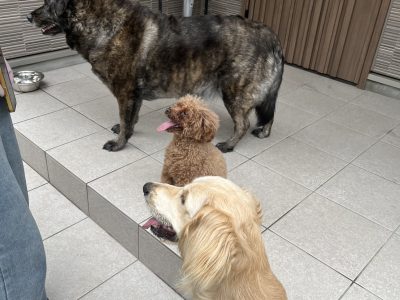 パピーのわんこに落ち着け！！って無理じゃねぇ？？!(^^)!