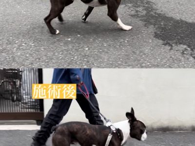 整体施術例　ボステリ3歳