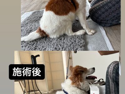 犬の整体部　１２歳ミックスちゃんの施術例