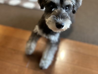 パピーレッスン　は飼い主さんの理解ができれば安心して過ごせます。