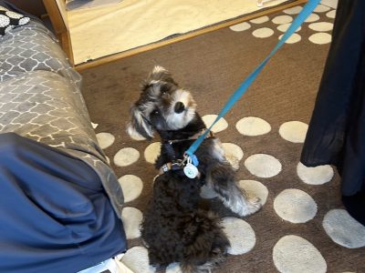 お散歩の興奮　パピーレッスンの巻