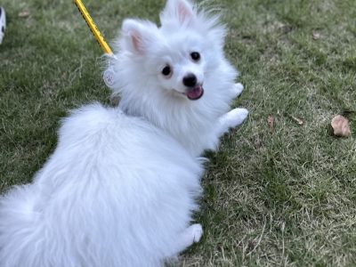 お散歩は犬の時間　犬との時間　上手に出来てますか？