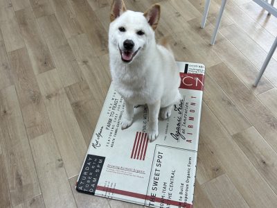 犬の立場になる難しさ。そこが実は答えなのになー