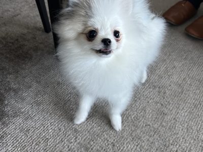 パピー期青年期までに信頼トレーナーに聞くのが答えです。