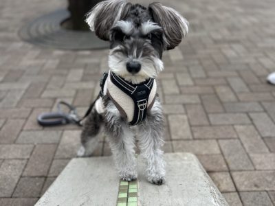 後ろ脚の意識　お散歩で玩具に乗ったりさせていてね．